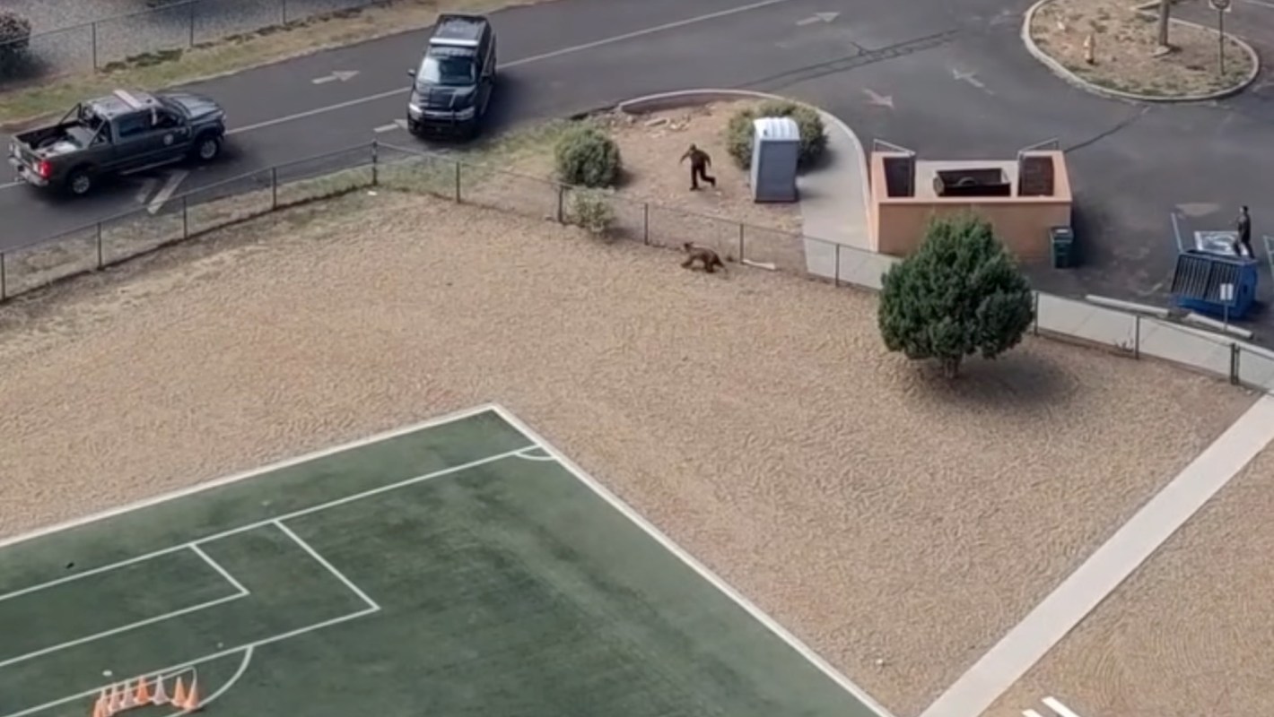 A bear by a fence tries to evade officers trying to capture it near a sports field.