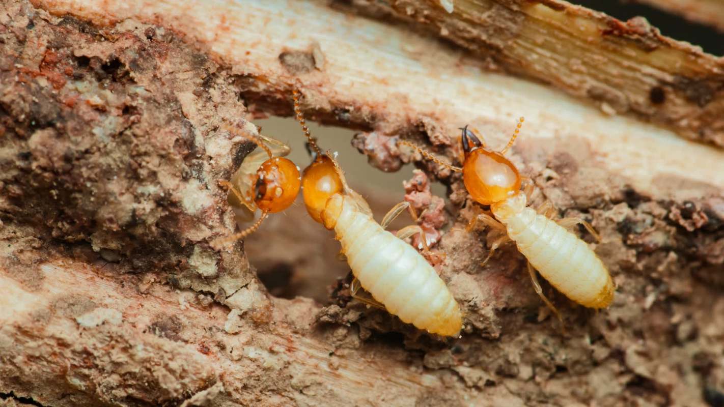 Termites are crawling on a piece of wood, with one termite partially visible inside a small hole.