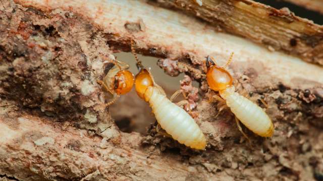 Termites are crawling on a piece of wood, with one termite partially visible inside a small hole.
