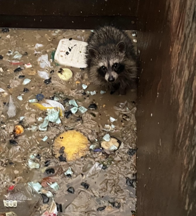 A raccoon in a dumpster. 