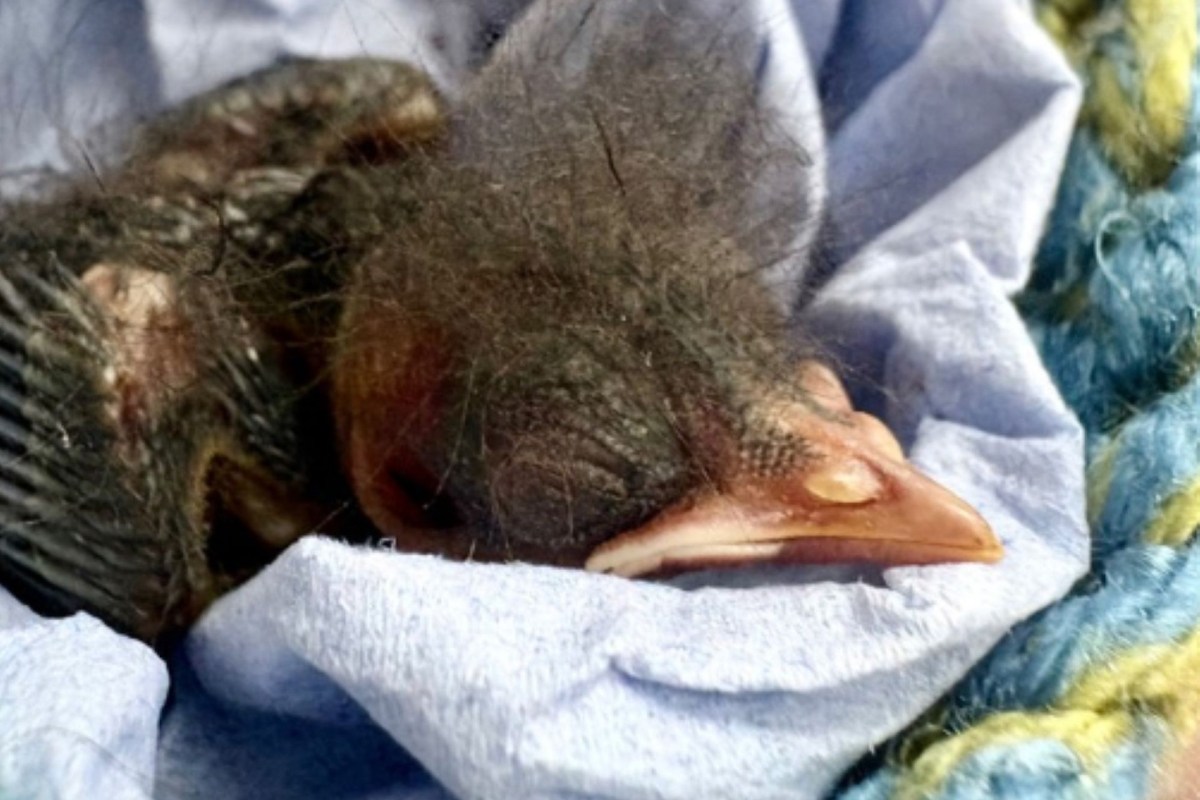 A dunnock nestled in a blanket.