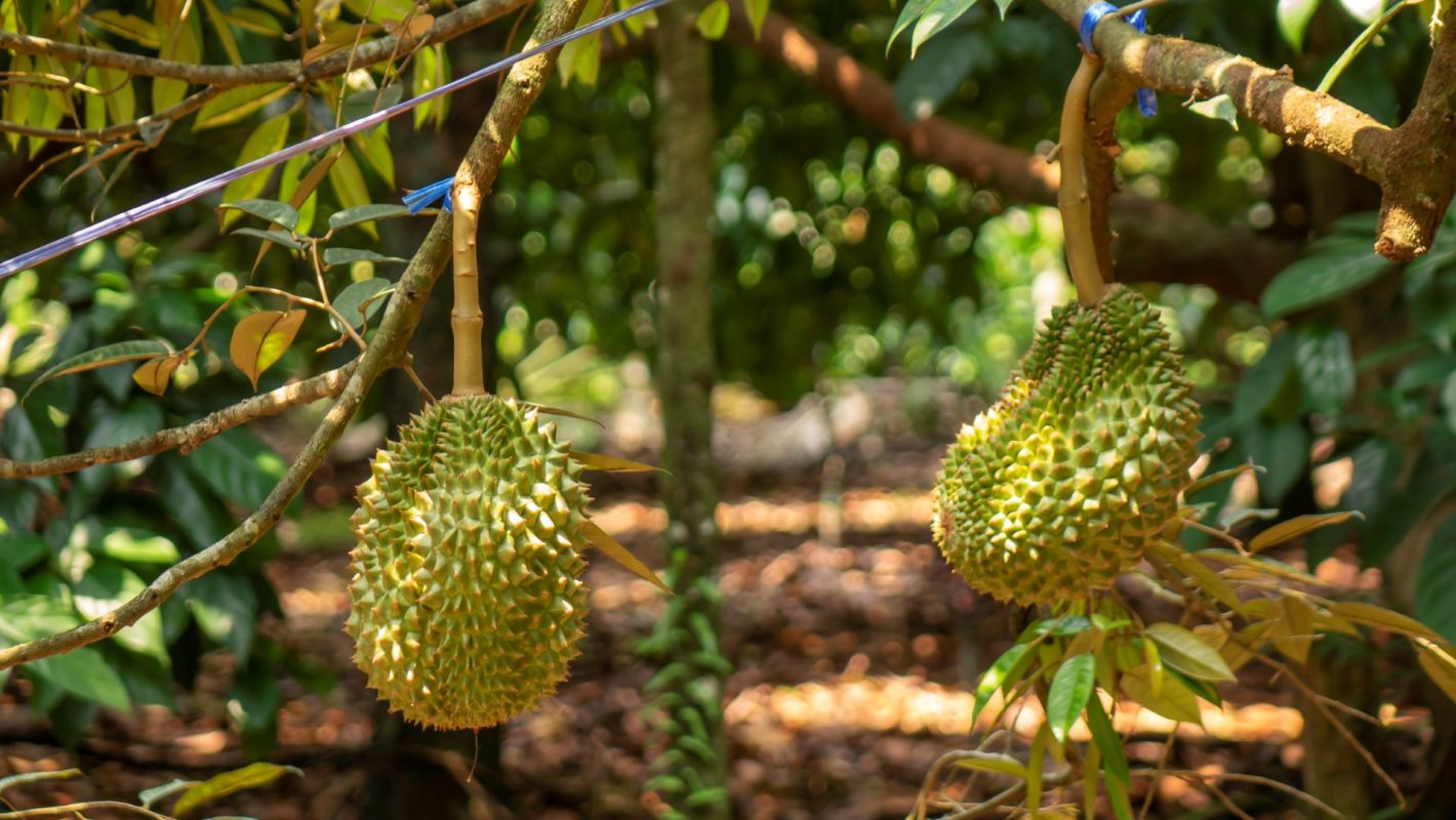 Durian hanging from a tree.