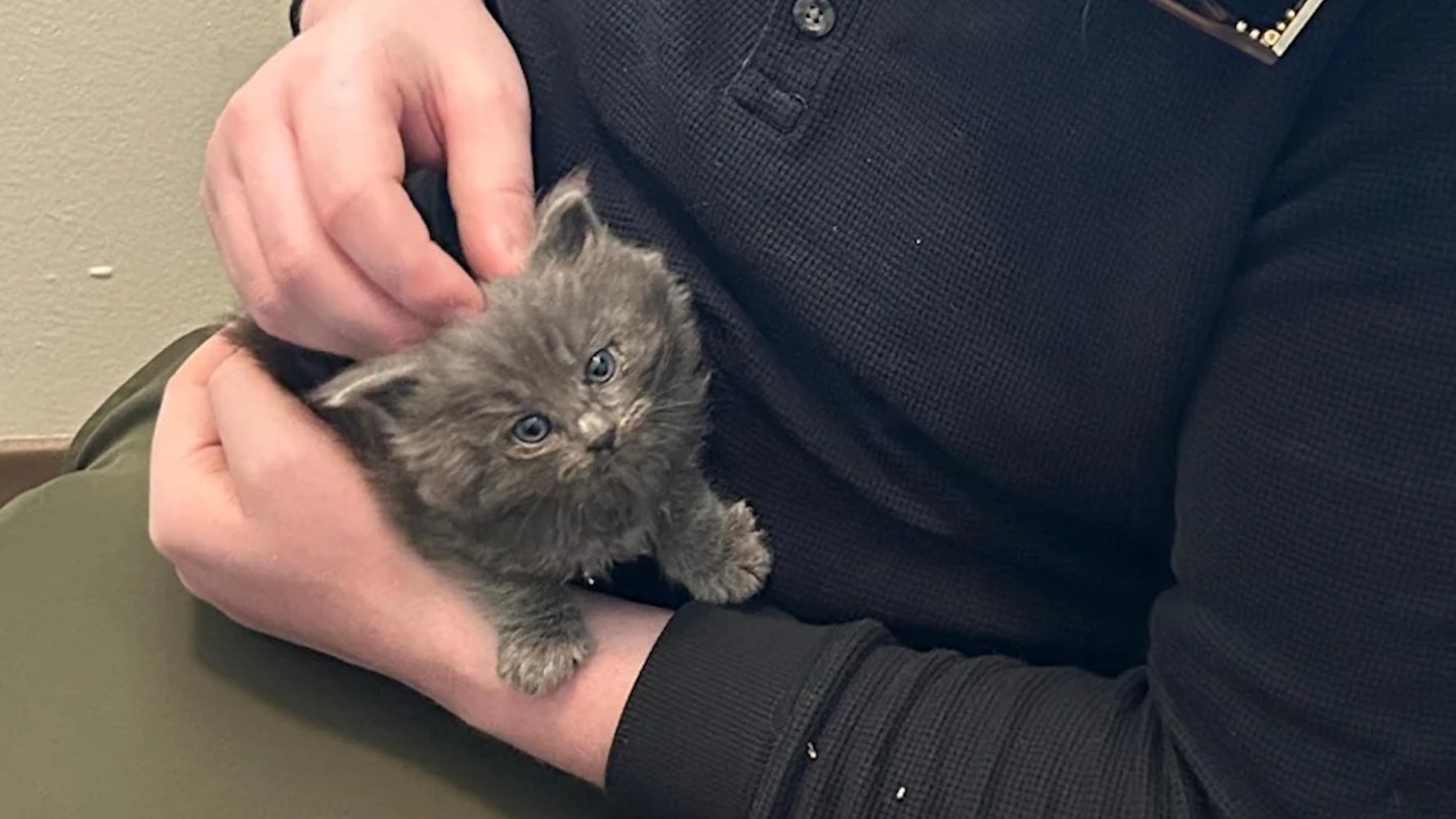 A person holding and petting a gray kitten.