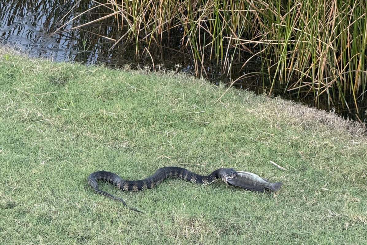 A snake eating a fish.