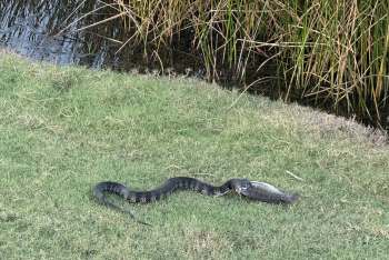 A snake eating a fish.