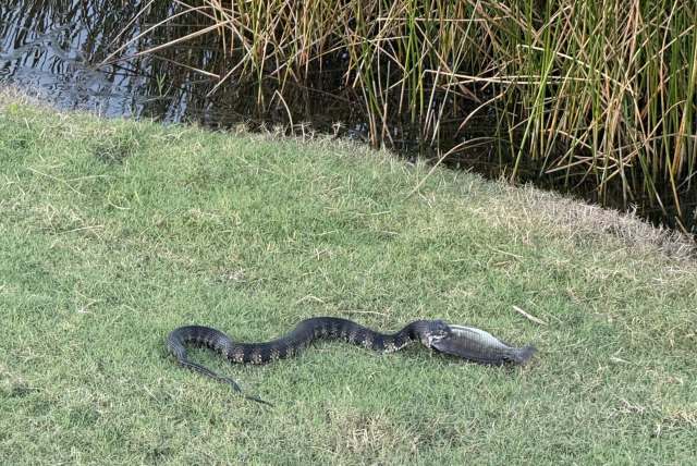 A snake eating a fish.