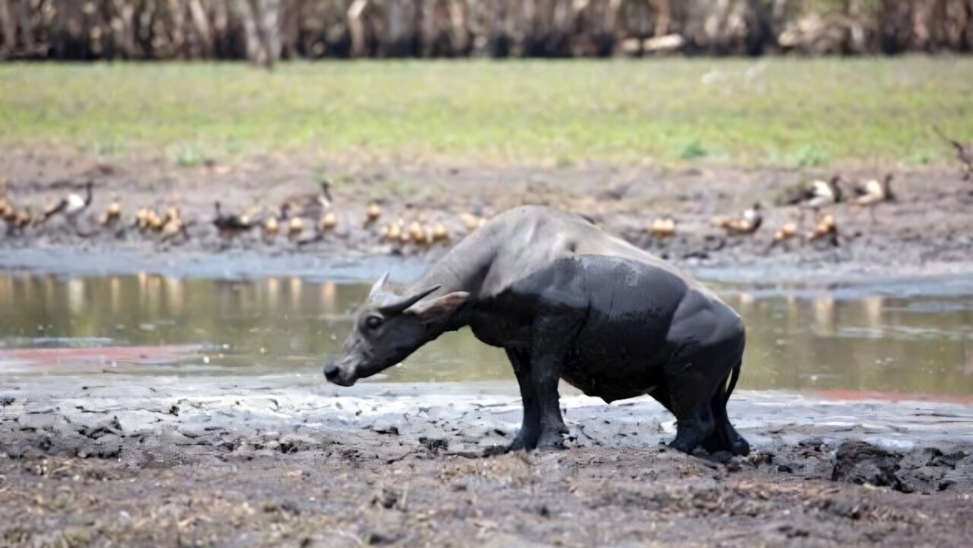 Feral buffalo are crushing long-necked turtle nests across Australia's Top End, study finds