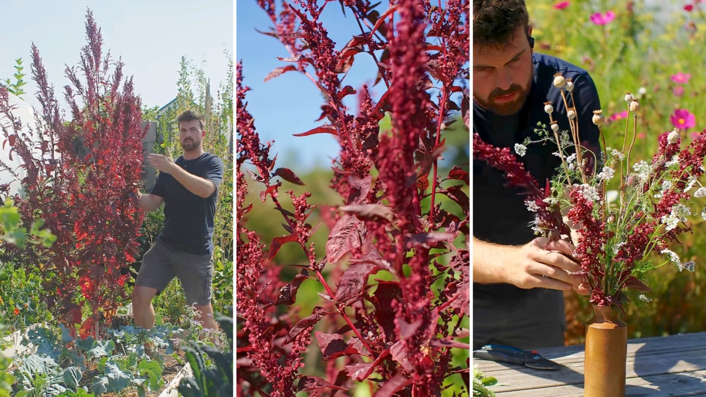 A man prepares a floral arrangement using vibrant red orach and other flowers in a garden.