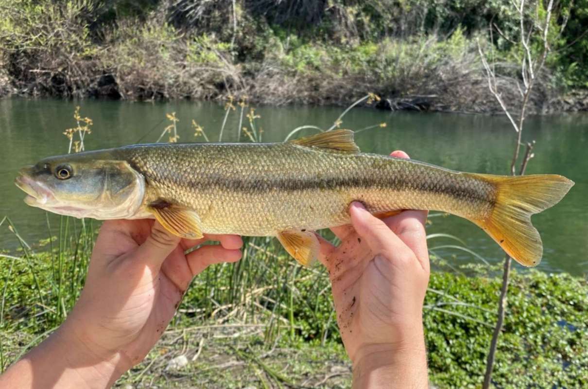 A person holds a fish near a riverbank surrounded by greenery.
