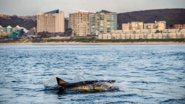 A shark swims in the water near a coastal city skyline.