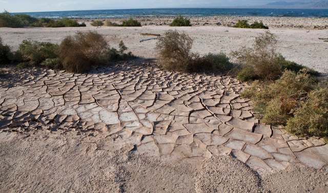 A dry, cracked earth surface with sparse vegetation and a body of water in the distance.