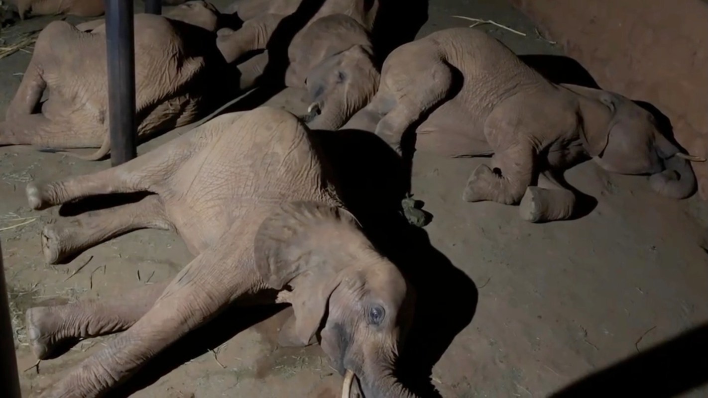 Several elephants lie on the ground in a dimly lit enclosure.