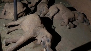 Several elephants lie on the ground in a dimly lit enclosure.
