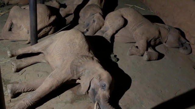 Several elephants lie on the ground in a dimly lit enclosure.