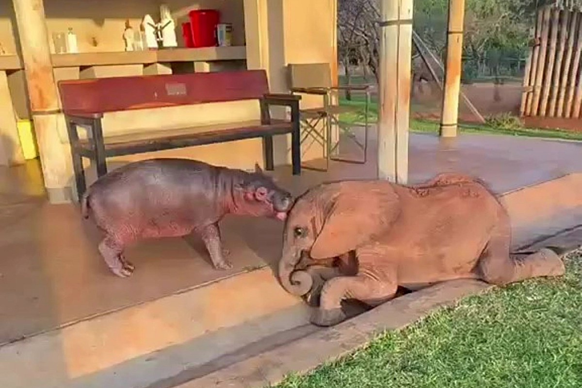 A baby elephant and a baby hippopotamus interact on a porch.