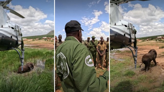 Rescuers helping elephants.