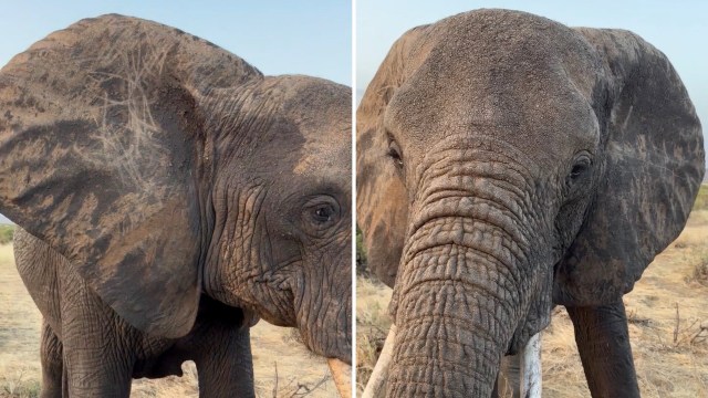 An elephant gazing closely into a camera.