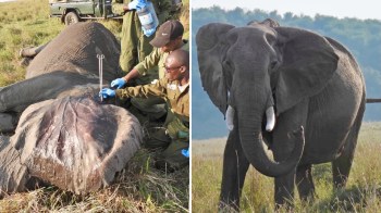 A matriarch elephant receiving veterinary care and walking in the savanna.