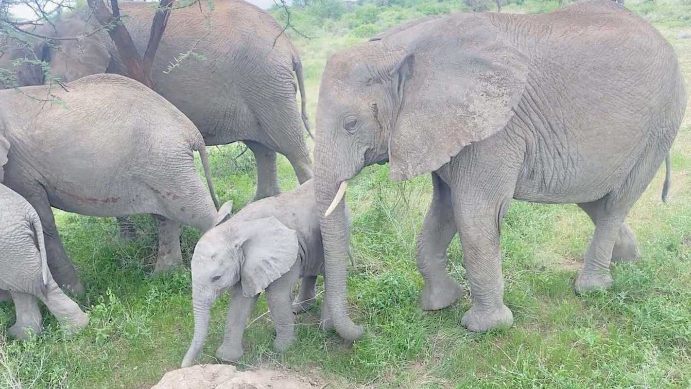 A group of elephants, including a baby, stands in a grassy area.