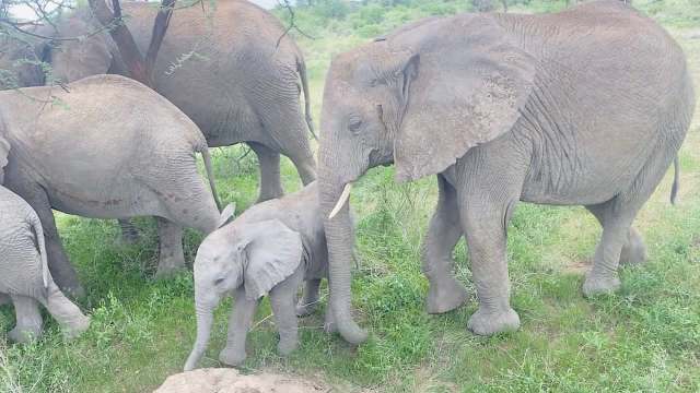A group of elephants, including a baby, stands in a grassy area.