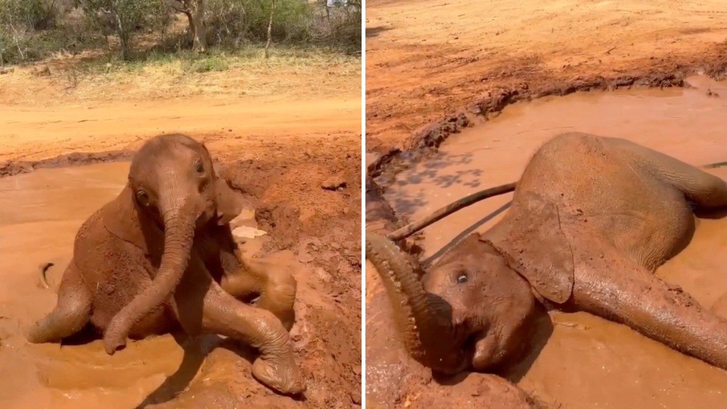A baby elephant playing in a pool of mud.