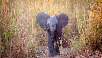 An elephant walking through tall grass.