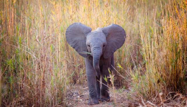 An elephant walking through tall grass.