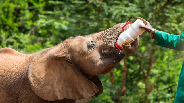 An elephant is being fed from a bottle by a person in a green jacket.