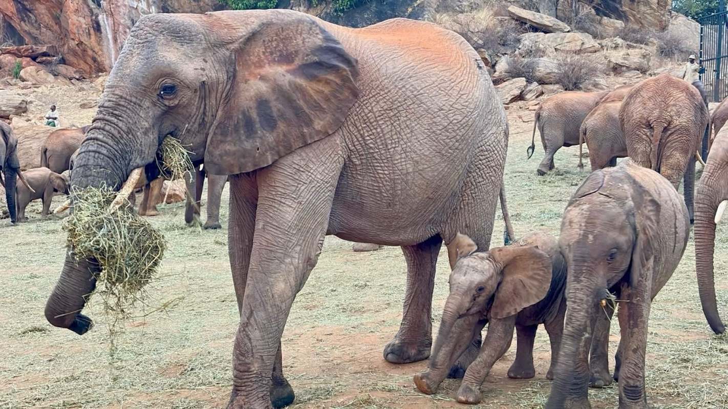 An elephant grazes on hay with two smaller elephants nearby in a natural environment.