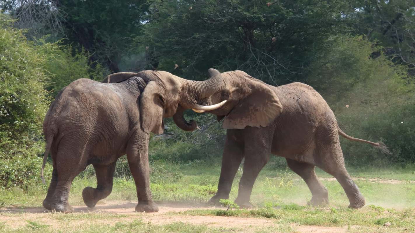 Two elephants locking tusks.