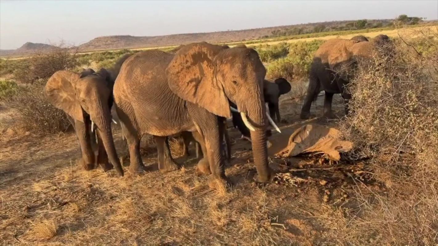 A group of elephants near a dead elephant in a dry landscape.