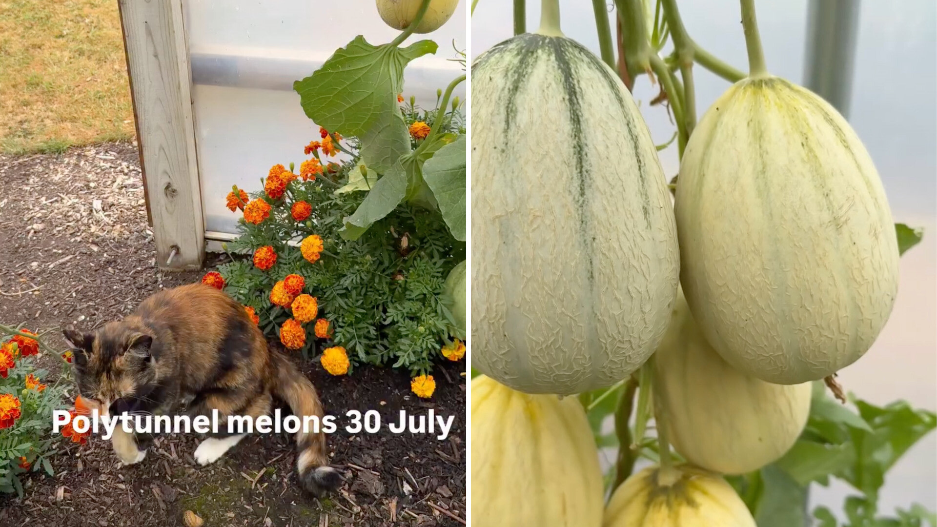 Cold spring hit Emir F1 melons, then fleece and strings sped up ripening