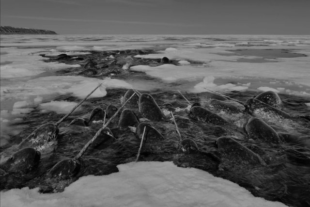 A pod of narwhals in the Arctic.