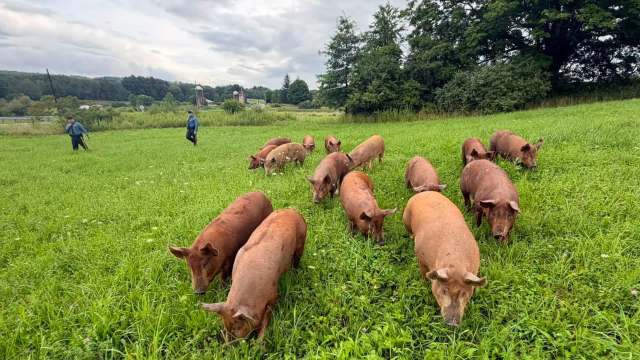 A group of pigs grazes in a green field with two people walking nearby.