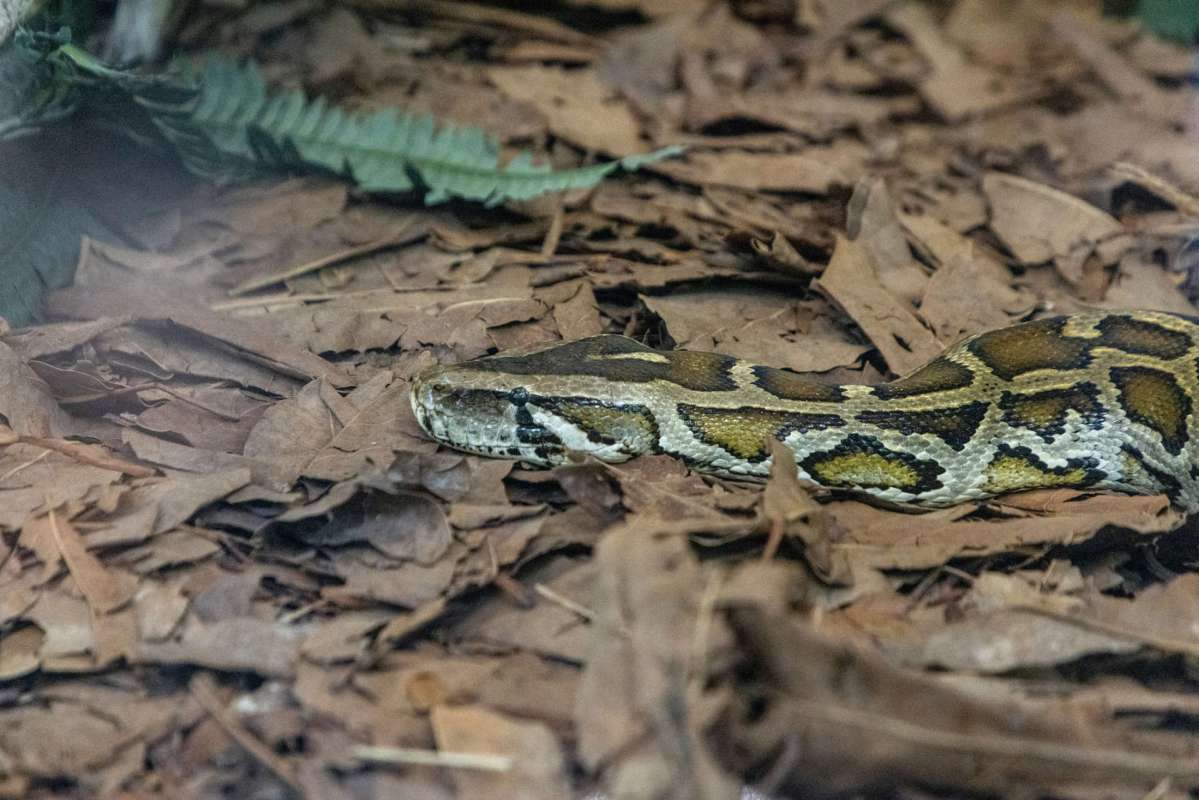 A snake resting among dry leaves.