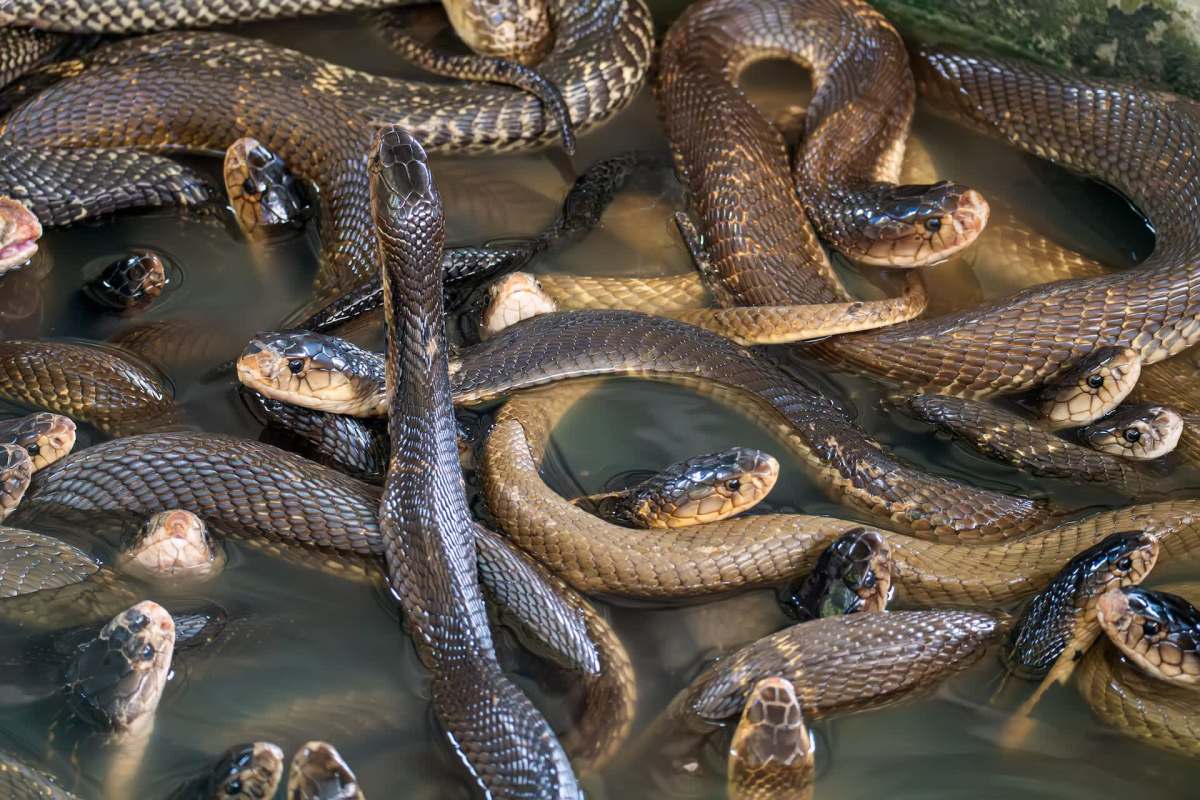 A group of snakes intertwined in water.