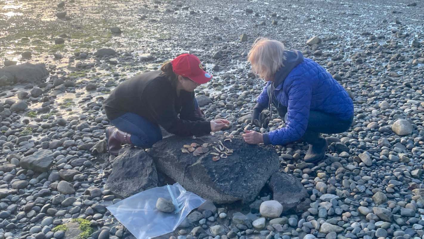 Two people on a rocky beach examine shells and objects on a large stone.