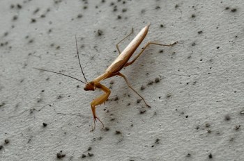 A European mantis.