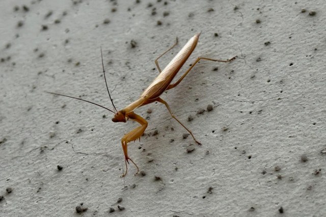 A European mantis.