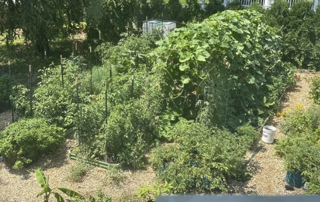 A garden filled with various plants, including climbing vines, vegetables, and flowers.