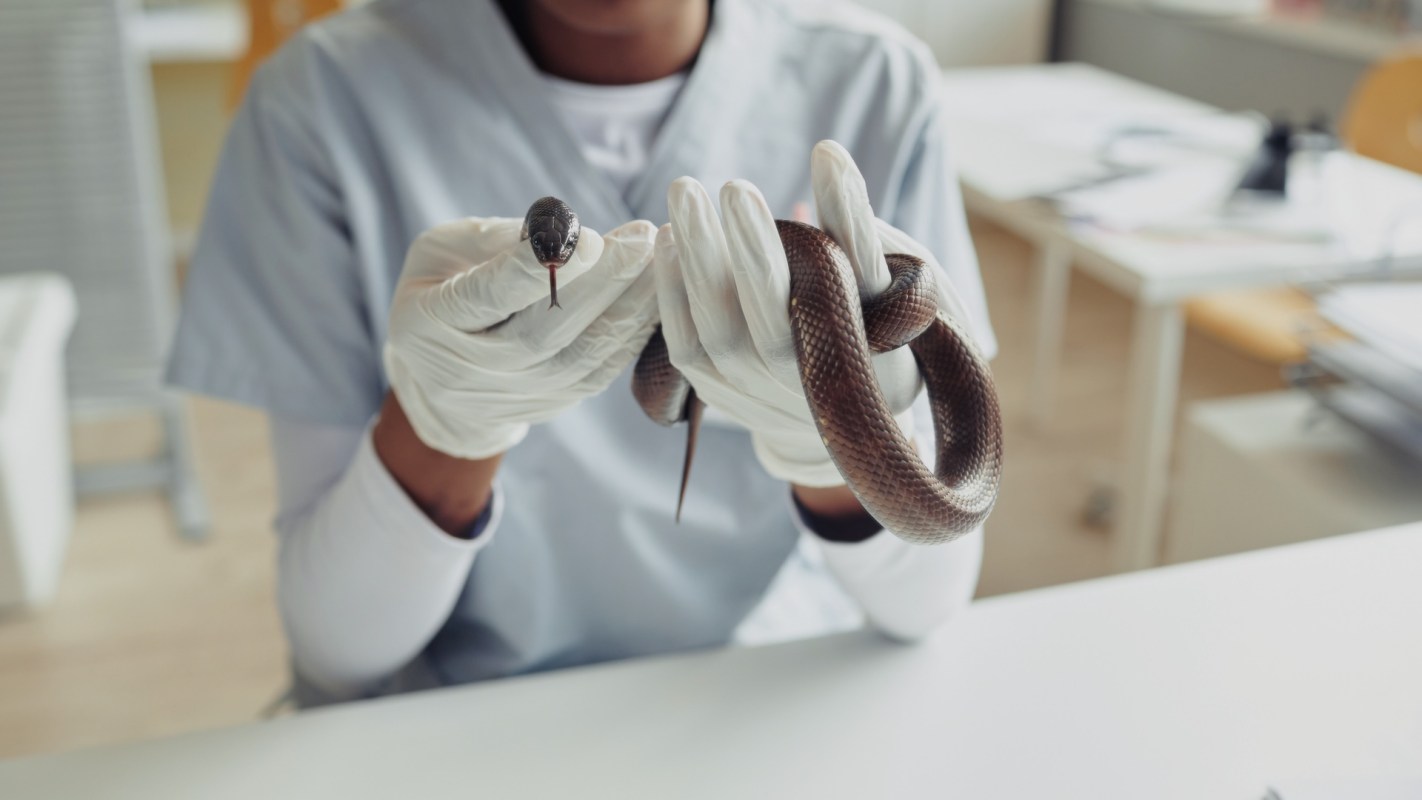 A person in gloves holds a small snake and a larger snake in a veterinary setting.