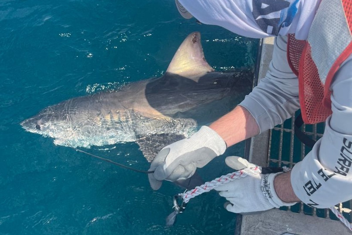A person holds a leash attached to a shark in clear blue water.