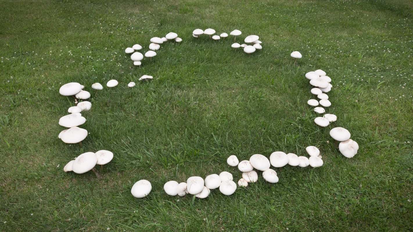 A fairy ring of mushrooms.