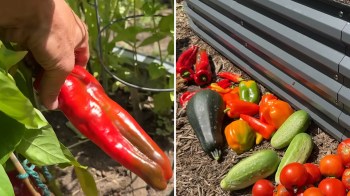 A hand holding a red pepper next to a variety of harvested vegetables on the ground.