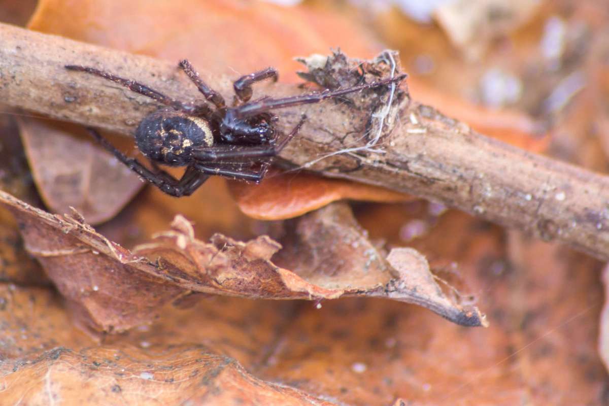 A spider on a stick surrounded by dry leaves.