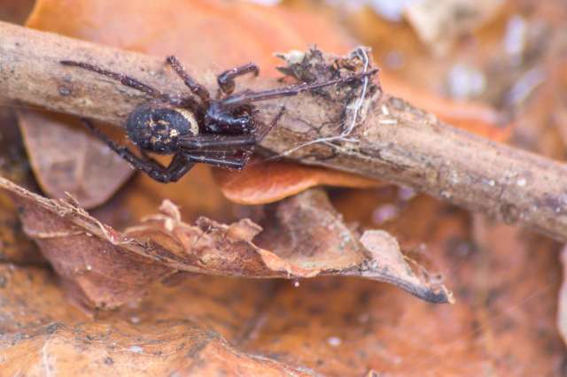 A spider on a stick surrounded by dry leaves.