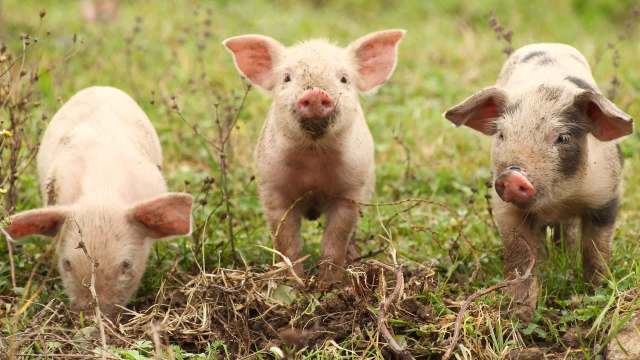 Three pigs foraging in a grassy field.