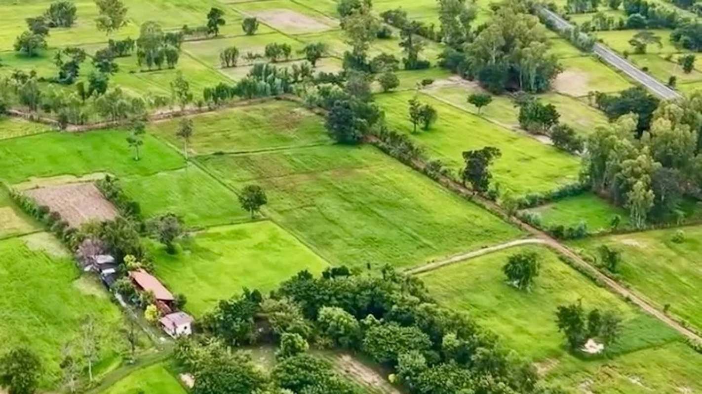 An aerial view of agricultural fields with varying shades of green and scattered trees.