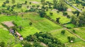 An aerial view of agricultural fields with varying shades of green and scattered trees.