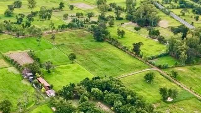 An aerial view of agricultural fields with varying shades of green and scattered trees.